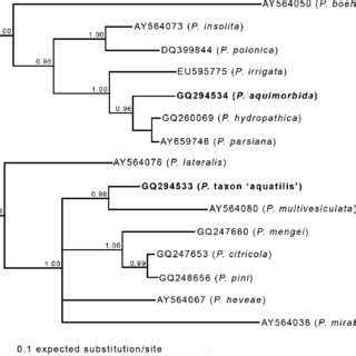 Bayesian Inference Tree Derived From Partial Sequences Of B Tubulin