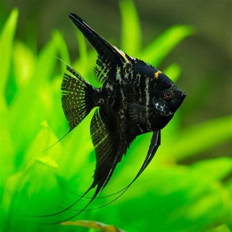 Marble Veil Angelfish