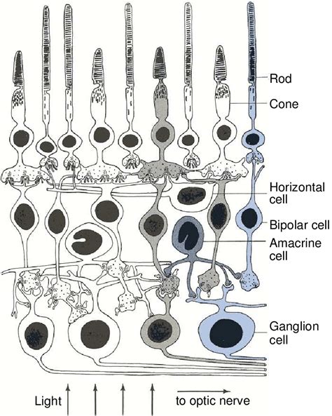 2 Simplified Overview Of Cells In The Retina Adapted From Nicholls Et