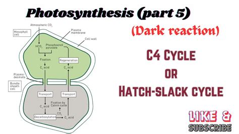 L C Cycle Hatch Slack Cycle I Dark Reaction I Photosynthesis