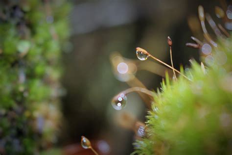 Banco de imagens natureza agua folha verde vegetação ambiente