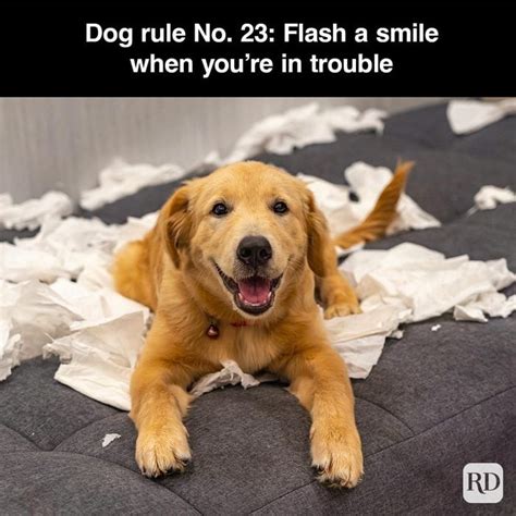 40 Funniest Smiling Dog Memes To Boost Your Mood