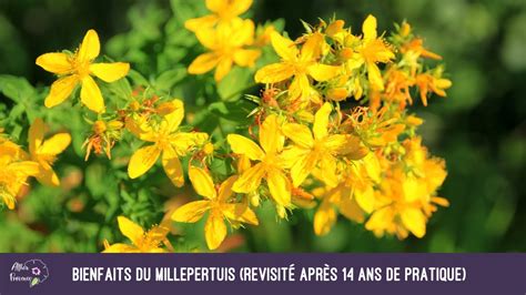 Bienfaits Du Millepertuis Revisit Apr S Ans De Pratique Youtube