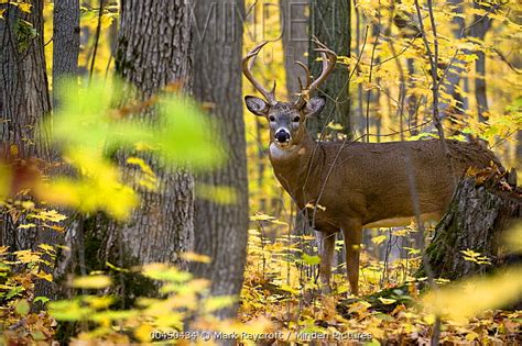 Minden Pictures White Tailed Deer Odocoileus Virginianus Buck In