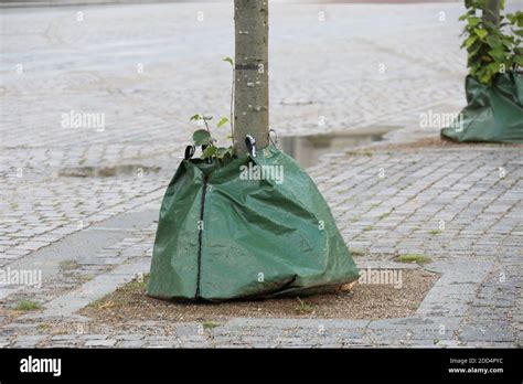 Tree watering bags in Denmark Stock Photo - Alamy