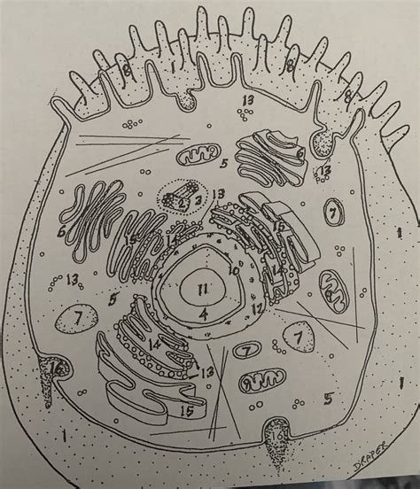 Label The Cell Test Diagram Diagram Quizlet