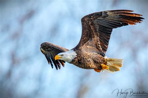 7 Places To Spot Bald Eagles Green Country Oklahoma Official Site