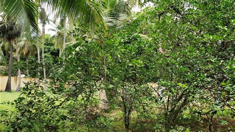 No Farm Land For Sale In Ecr Edaikazhinadu Contact