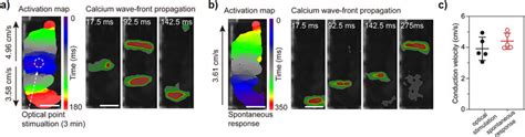 Optical Mapping Of Light Sensitive Azobenzene Compound For Activating