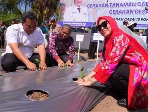 Sofha Marwah Bahtiar Mulai Gerakan Tanam Cabai Di Kabupaten Wajo