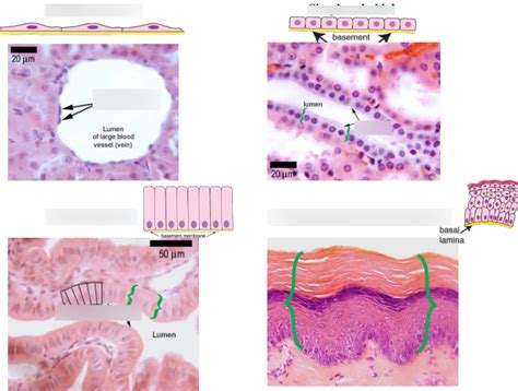 Histology Lab Diagram Quizlet