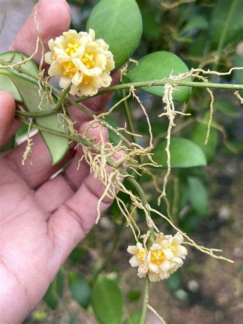 Hoya Davidcummingii Yellow Hoyaphyto Cer Etsy Australia