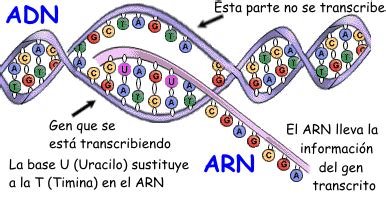 Control de la expresión génica II DNA Didactic Blog