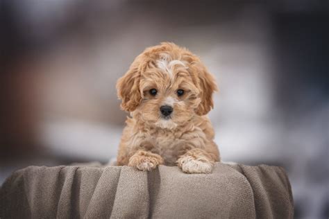 Tips for Training Your Cavapoo Puppy | Perfect Pooches