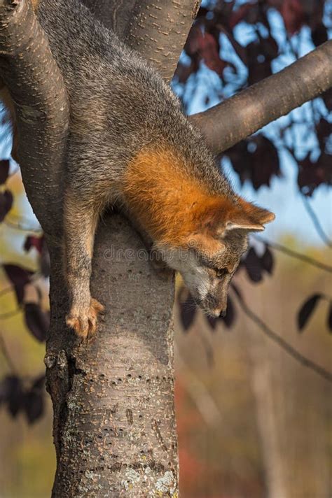 Grey Fox Urocyon Cinereoargenteus Climbs Down Tree Stock Photo