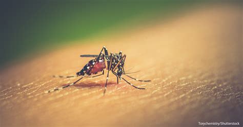 Forecasting Dengue Challenges And A Way Forward Hokkaido University