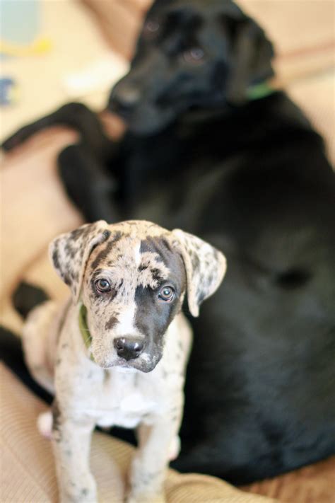 Great Dane/Boxer Mix Puppy