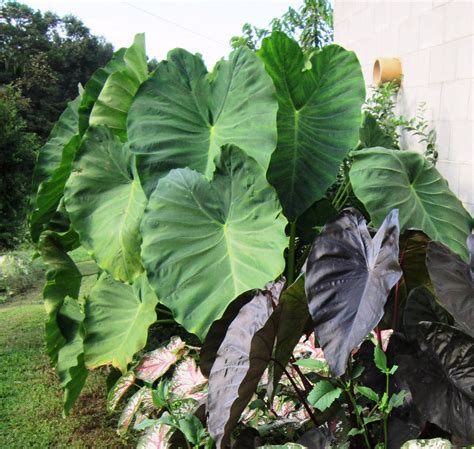 Buy 1 Jumbo Elephant Ear Bulbs Colocasia Esculenta Tropical Plant 9