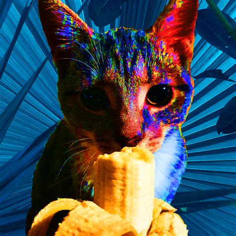 First Nft Drop Cat Based Nfts Unique Collection Nft Calendar