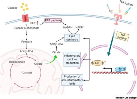 Lipid Metabolism in Regulation of Macrophage Functions: Trends in Cell ...