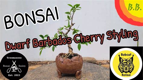 Bonsai Dwarf Barbados Cherry Styling New Trending Treemasons Garden