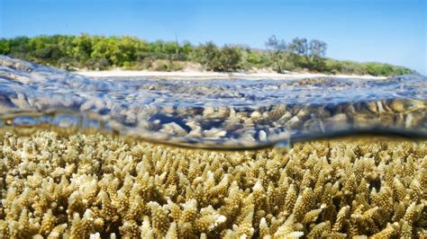 How Could Warmer Seas Impact Marine Life In South West Bbc News