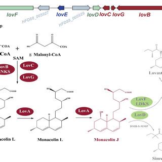 Scheme Of The Lovastatin Gene Cluster And Biosynthetic Pathway A