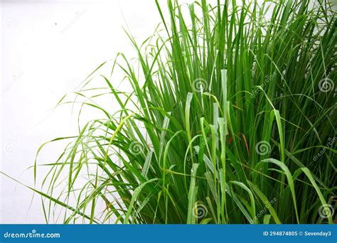 Lemongrass Or Lapine Or West Indian Or Cymbopogon Citratus Were Planted