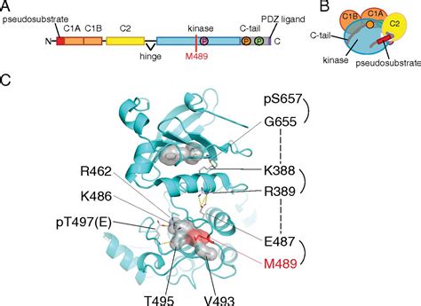 Protein Kinase C Gain Of Function Variant In Alzheimers Disease