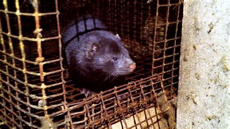 3,000 mink released from Wisconsin farm in nighttime raid by animal activists | FOX 9 ...