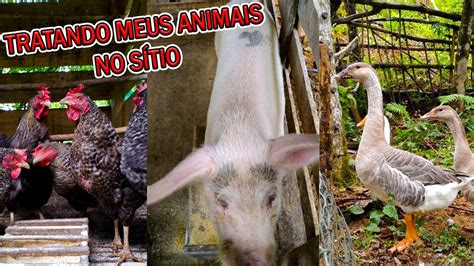 TRATANDO TODOS OS ANIMAIS DO MEU SÍTIO GANSOS PORCOS GALINHAS E