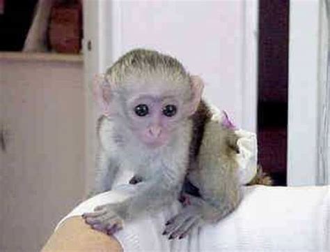 Cute and adorable baby capuchin monkeys for adoption - Metairie ...