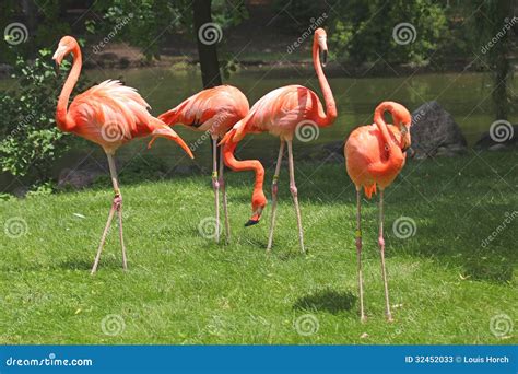 Pink Flamingos Stock Photos - Image: 32452033