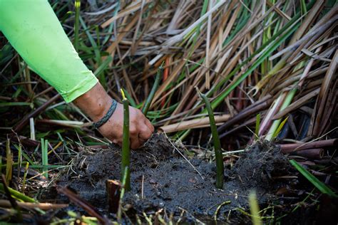 Manglares Restauración Social Y Ecológica Para Enfrentar El Cambio Climático Programa De Las