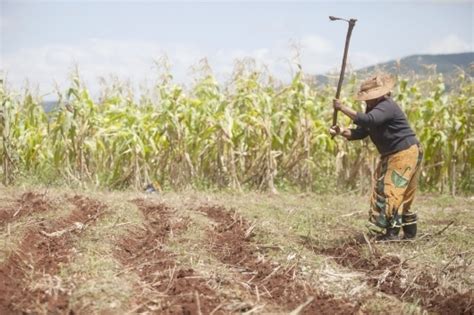 Cereali Anno Record Per La Produzione Mondiale Agronotizie