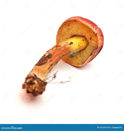 Hortiboletus Rubellus Mushroom Stock Image - Image of edible, mushroom ...