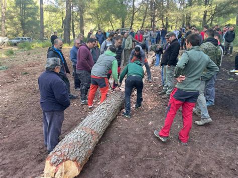 LAjuntament Redueix Laforament De La Tala Del Pi De Sant Antoni Som