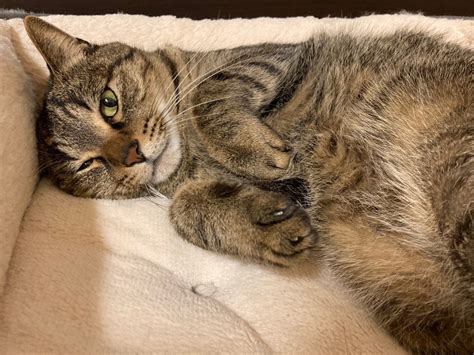 うらめしやの意味 猫ときどき非日常