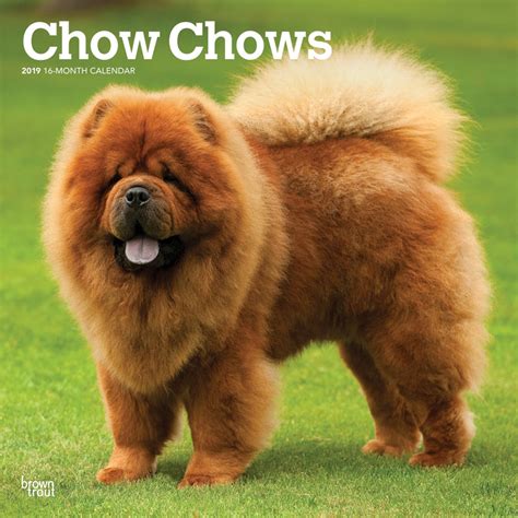 Chow Chows 2019 Square Wall Calendar | DogDays 2023 Calendar and Puzzle App for iPhone, iPad ...