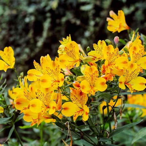 Alstroemeria Inca Gold Rush Peruvian Lily Pot Hello Hello Plants