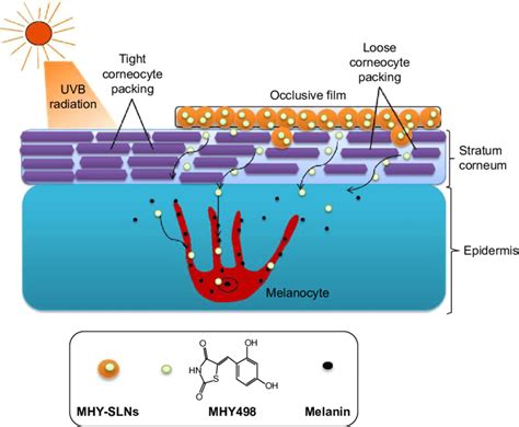 Proposed permeation mechanism of MhY498 from MhY-slns matrix through... | Download Scientific ...