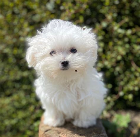 Accueil Elevage Des Vents D Oc An Eleveur De Chiens Bichon Maltais