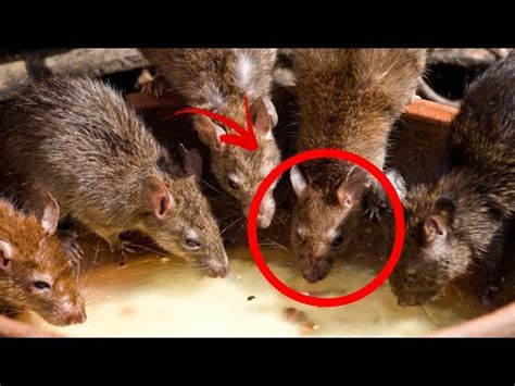 Invasão de Ratos na Austrália Praga de Ratos Invade Plantações