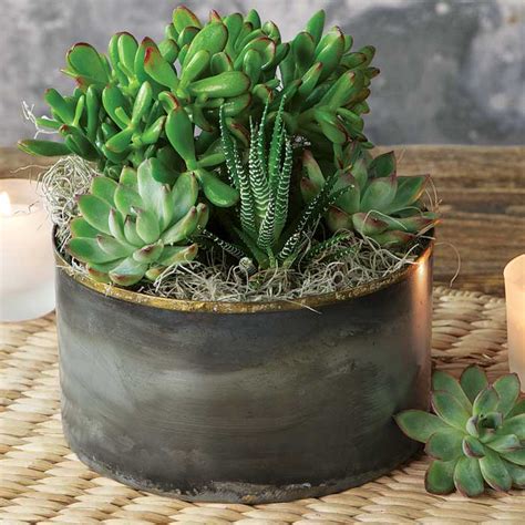 Zen Garden Succulent | Olive & Cocoa