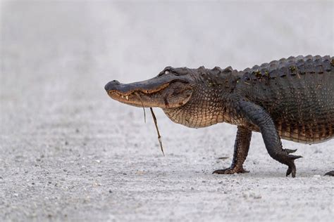 Ultimate Guide to Alligator Alley | Know Before You Go!