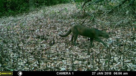 Efectividad De Monitoreo Biol Gico En Reas Protegidas De Centroam Rica