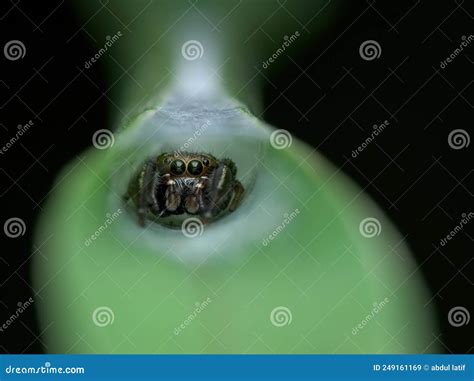 Little Jumping Spider In The Nest Of Rolled Grass Stock Image Image