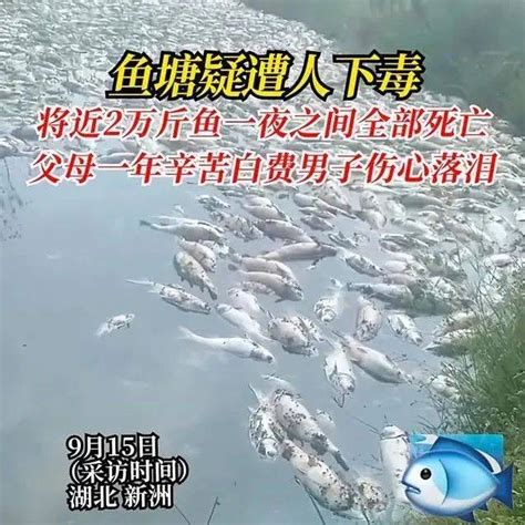 2万斤鱼一暴亡，鱼塘疑似被人投毒，养殖防天灾还要防人祸！吴先生一家人问题