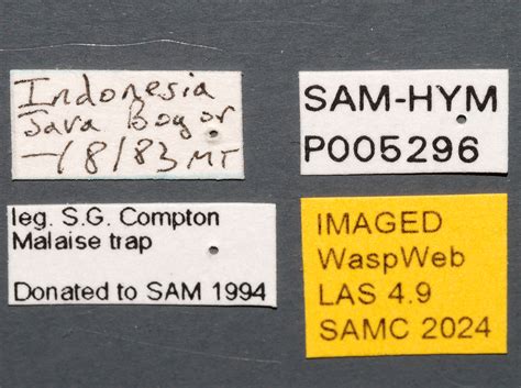 Calosota Species Waspweb