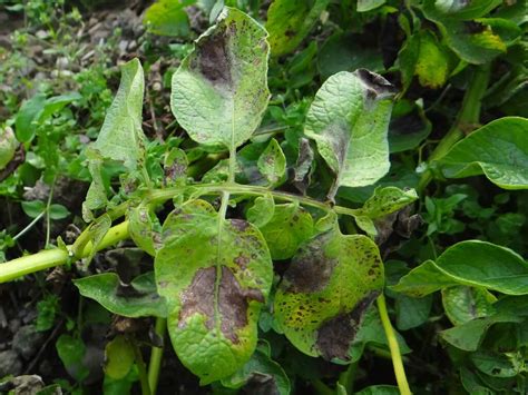 Kenyas Potato Late Blight Resistance Ticking Time Bomb For Sh50b Agri Sector News And Knowhow